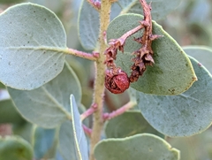 Arctostaphylos viscida mariposa