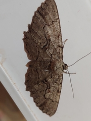 Cymatophora approximaria