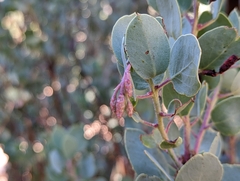 Arctostaphylos viscida mariposa