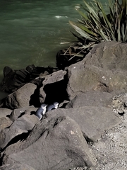 Eudyptula minor minor