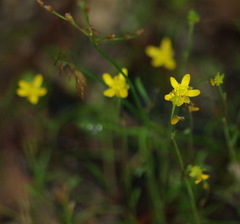 Ranunculus flammula filiformis
