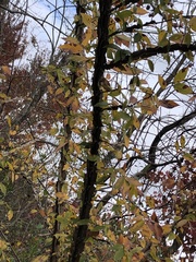 Ulmus alata