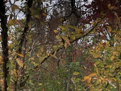 Ulmus alata