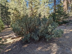 Arctostaphylos viscida mariposa