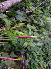 Tillandsia schiedeana
