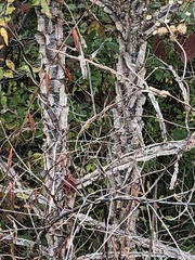Ulmus alata