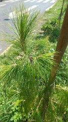 Pinus ayacahuite