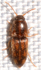 Conoderus bellus