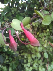 Tropaeolum pentaphyllum