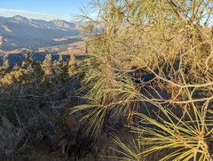 Pinus sabiniana