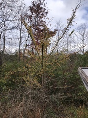 Ulmus alata