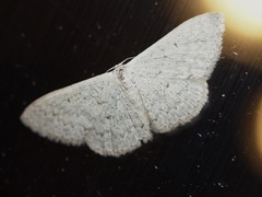Scopula optivata