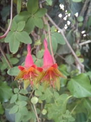 Tropaeolum pentaphyllum