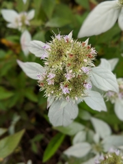 Pycnanthemum albescens