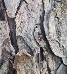 Crematogaster laeviuscula