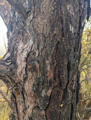 Pinus sabiniana