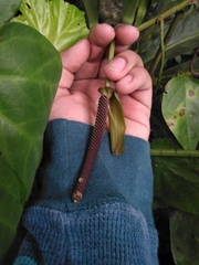 Anthurium schlechtendalii