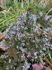 Symphyotrichum cordifolium