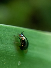Celyphidae
