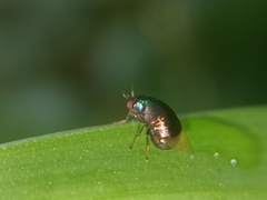 Celyphidae