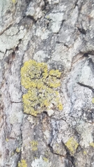Candelaria concolor