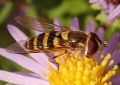 Syrphus rectus
