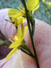 Gutierrezia texana
