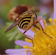 Syrphus rectus