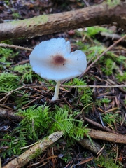 Lepiota rubrotinctoides