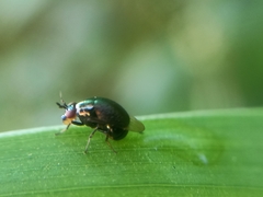 Celyphidae