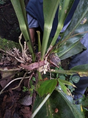 Anthurium schlechtendalii