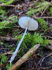 Lepiota rubrotinctoides