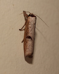 Pilostibes stigmatias