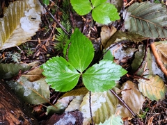Anemonastrum deltoideum
