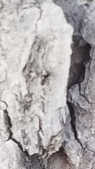 Brachymyrmex patagonicus