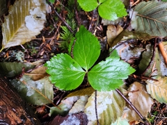 Anemonastrum deltoideum