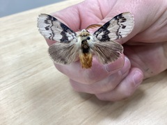 Iropoca rotundata