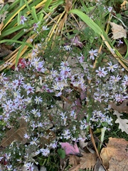 Symphyotrichum cordifolium
