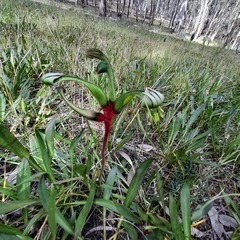 Anigozanthos bicolor