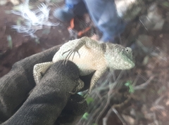 Sceloporus lundelli