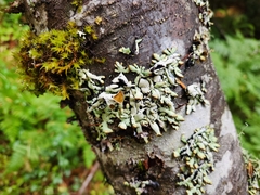 Menegazzia