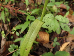 Platanthera aquilonis