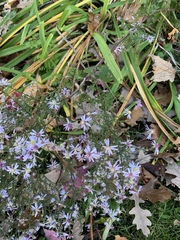 Symphyotrichum cordifolium