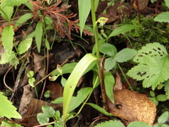 Platanthera aquilonis