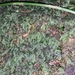 Crepidomanes parvifolium - Photo (c) Cheng Te Hsu, alguns direitos reservados (CC BY-SA), uploaded by Cheng Te Hsu
