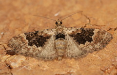 Mnesiloba eupitheciata