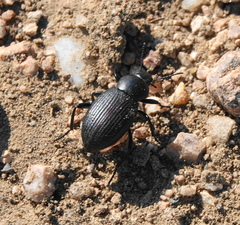 Eleodes carbonaria