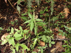 Platanthera aquilonis