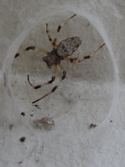 Nephilingis cruentata