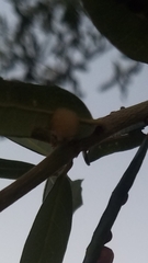 Druon quercuslanigerum